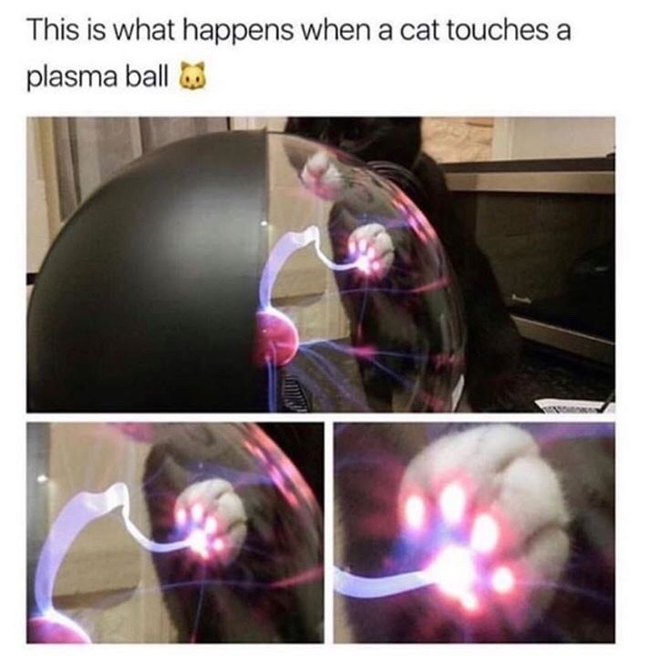 This is what happens when a cat touches a plasma ball