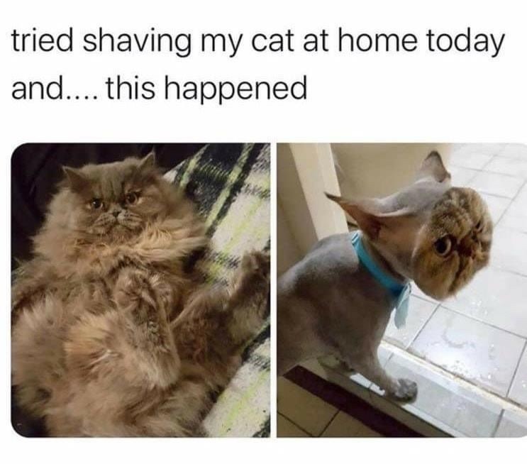 tried shaving my cat at home today and.... this happened