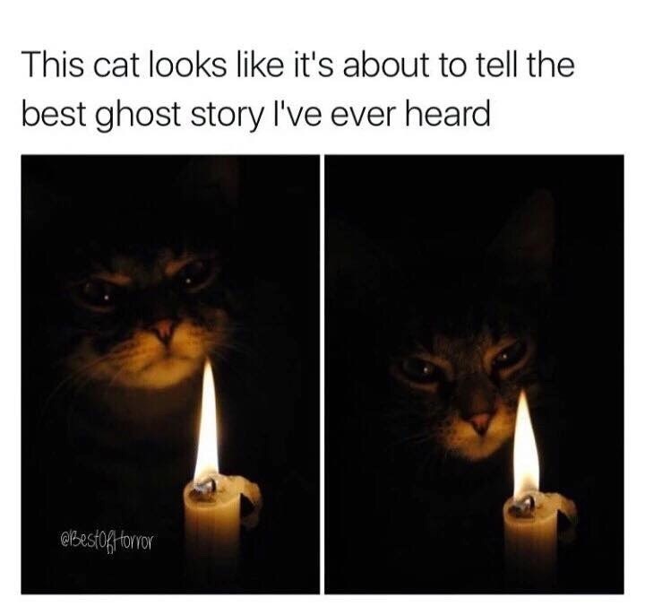 This cat looks like it's about to tell the best ghost story I've ever heard @Bestof Horror