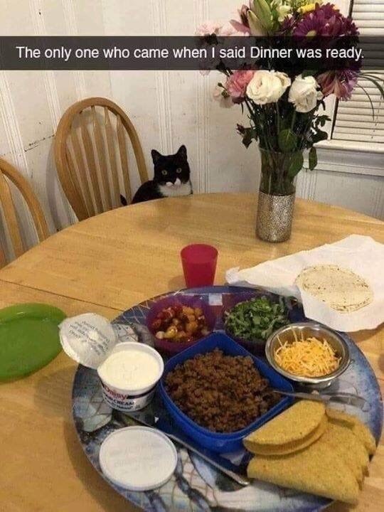 The only one who came when I said Dinner was ready.