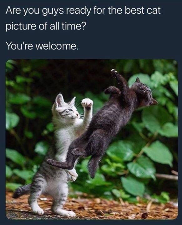 Are you guys ready for the best cat picture of all time? You're welcome.