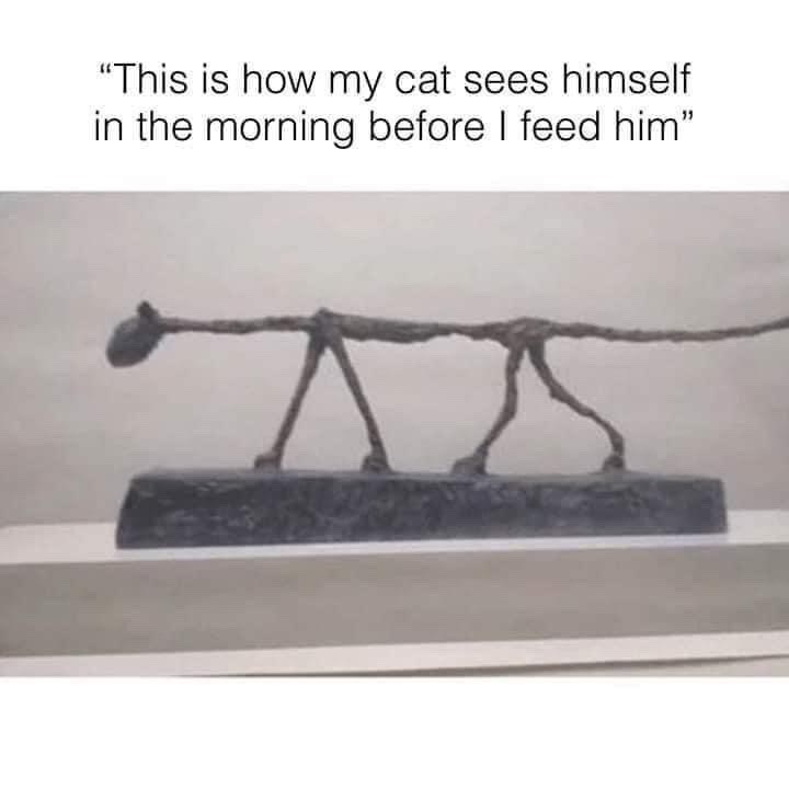 “This is how my cat sees himself in the morning before I feed him”