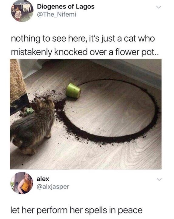 del Diogenes of Lagos @The_Nifemi > nothing to see here, it's just a cat who mistakenly knocked over a flower pot.. alex @alxjasper let her perform her spells in peace