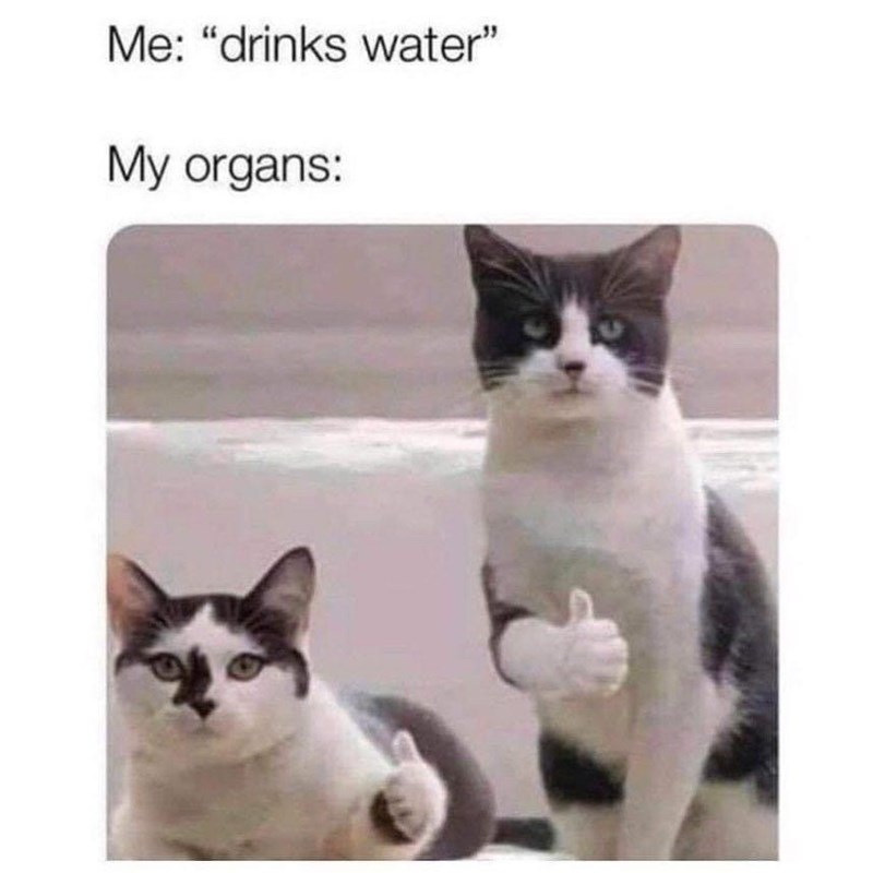 Me: "drinks water" My organs:
