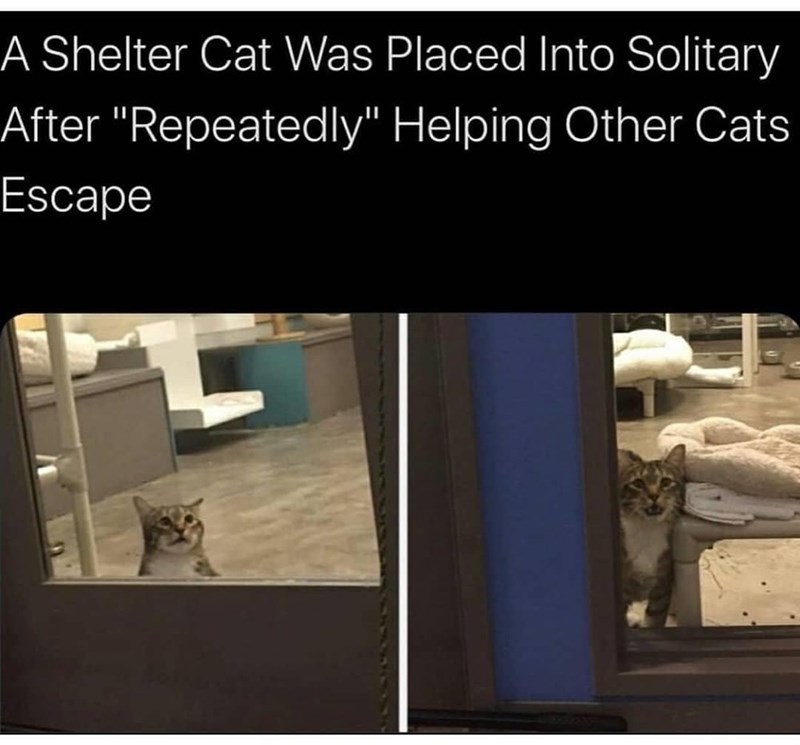 A Shelter Cat Was Placed Into Solitary After "Repeatedly" Helping Other Cats Escape
