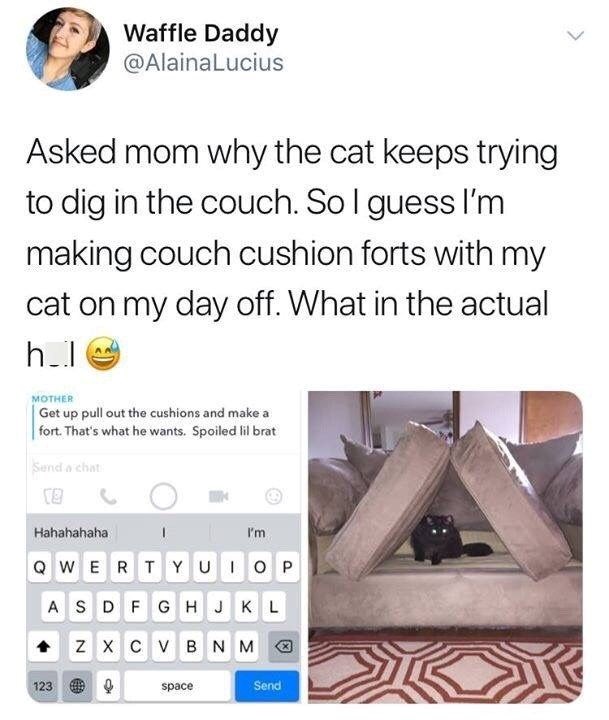 Waffle Daddy @AlainaLucius Asked mom why the cat keeps trying to dig in the couch. So I guess I'm making couch cushion forts with my cat on my day off. What in the actual h_l MOTHER Get up pull out the cushions and make a fort. That's what he wants. Spoiled lil brat Send a chat Hahahahaha I'm QWERTYUIOP ASDFGHJKL ZXCVBNM 23 123 Q space Send
