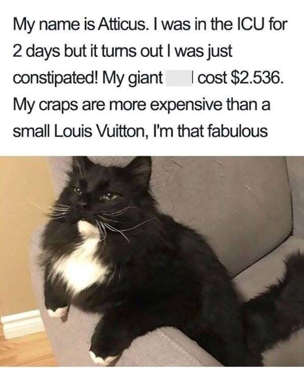 My name is Atticus. I was in the ICU for 2 days but it turns out I was just constipated! My giant cost $2.536. My craps are more expensive than a small Louis Vuitton, I'm that fabulous