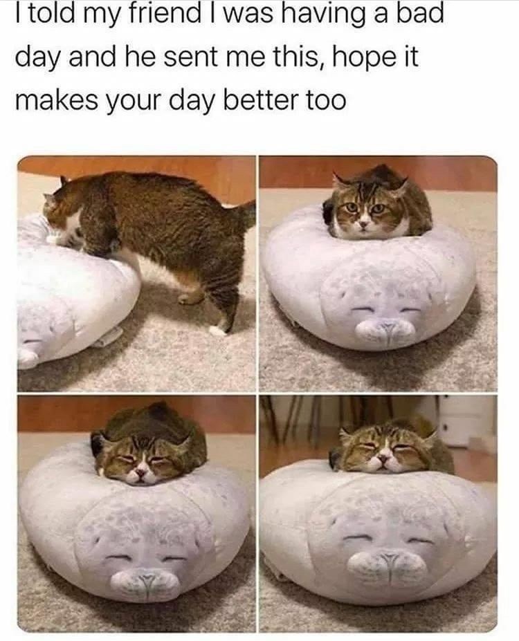 I told my friend I was having a bad day and he sent me this, hope it makes your day better too