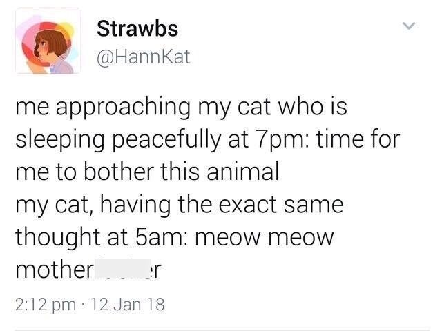 Strawbs @HannKat me approaching my cat who is sleeping peacefully at 7pm: time for me to bother this animal my cat, having the exact same thought at 5am: meow meow mother r 2:12 pm 12 Jan 18