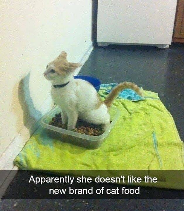 Apparently she doesn't like the new brand of cat food