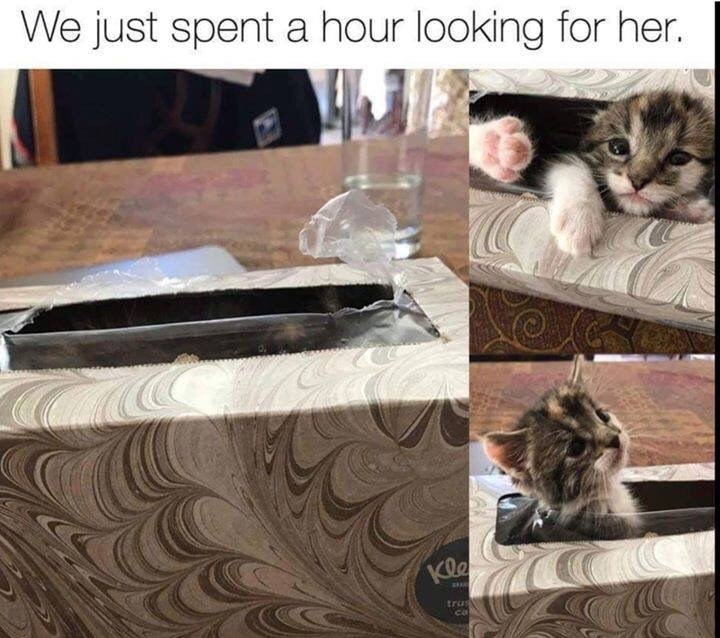 We just spent a hour looking for her. Kle trus co