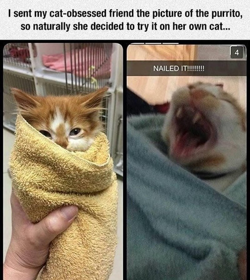I sent my cat-obsessed friend the picture of the purrito, so naturally she decided to try it on her own cat... NAILED IT!!!!!!!!! 4