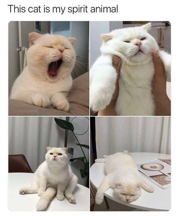 This cat is my spirit animal