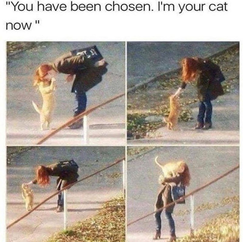 "You have been chosen. I'm your cat now"