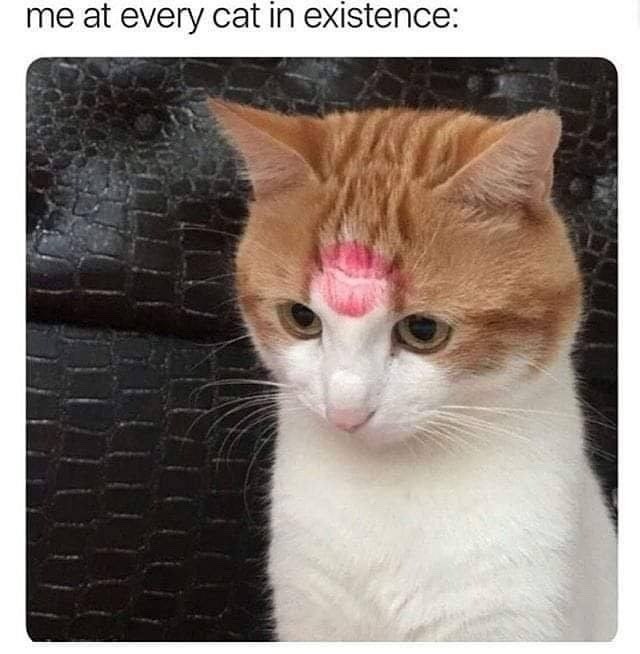 me at every cat in existence: