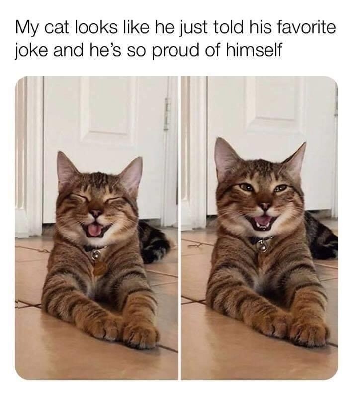 My cat looks like he just told his favorite joke and he's so proud of himself