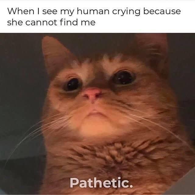 When I see my human crying because she cannot find me Pathetic.