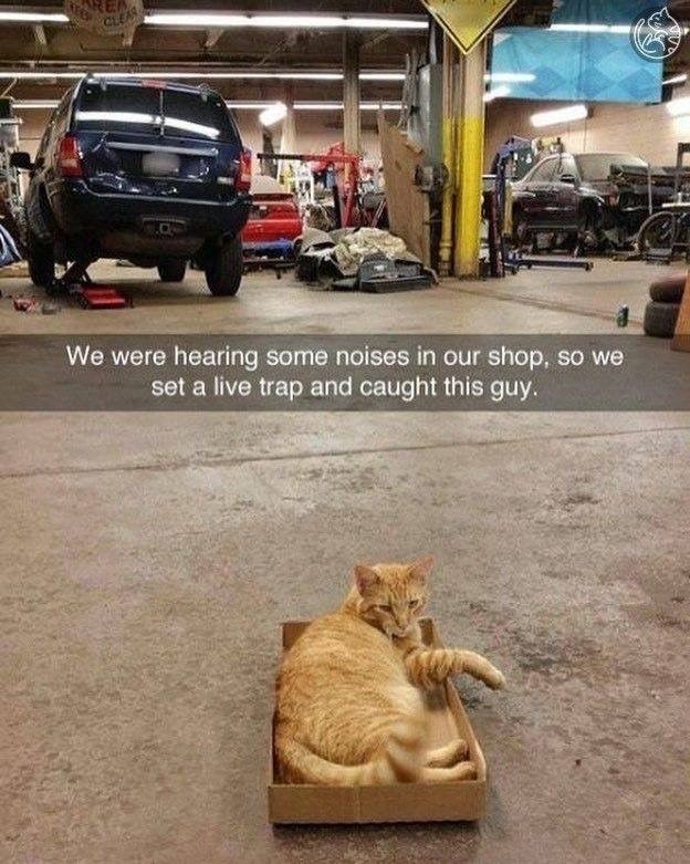 REA CLEAR We were hearing some noises in our shop, so we set a live trap and caught this guy.