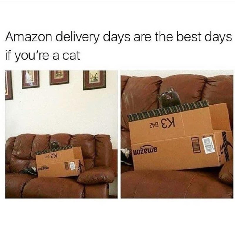 Amazon delivery days are the best days if you're a cat ரப szenie uožeшe