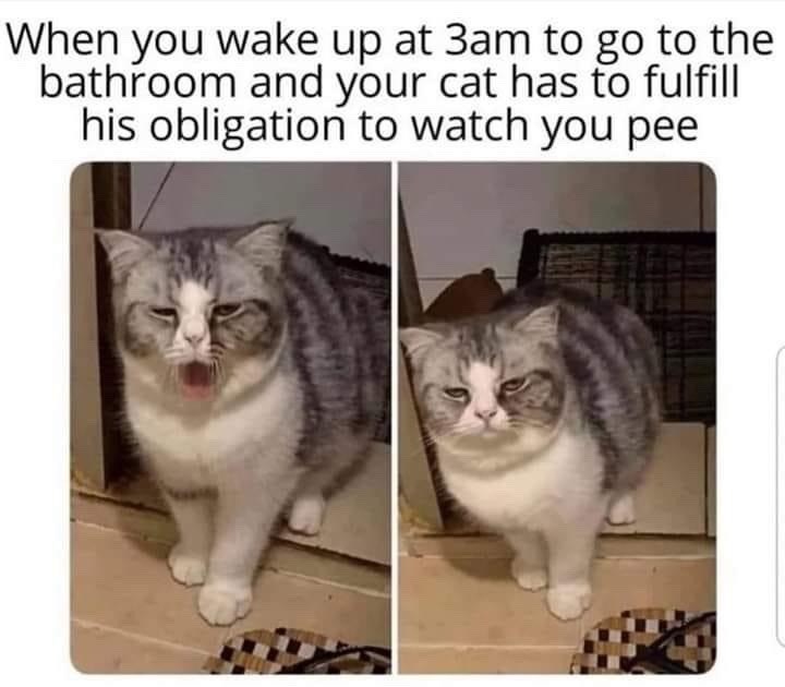 When you wake up at 3am to go to the bathroom and your cat has to fulfill his obligation to watch you pee
