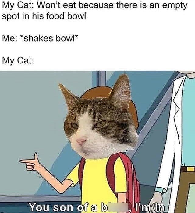 My Cat: Won't eat because there is an empty spot in his food bowl Me: *shakes bowl* My Cat: You son of a b I'm in