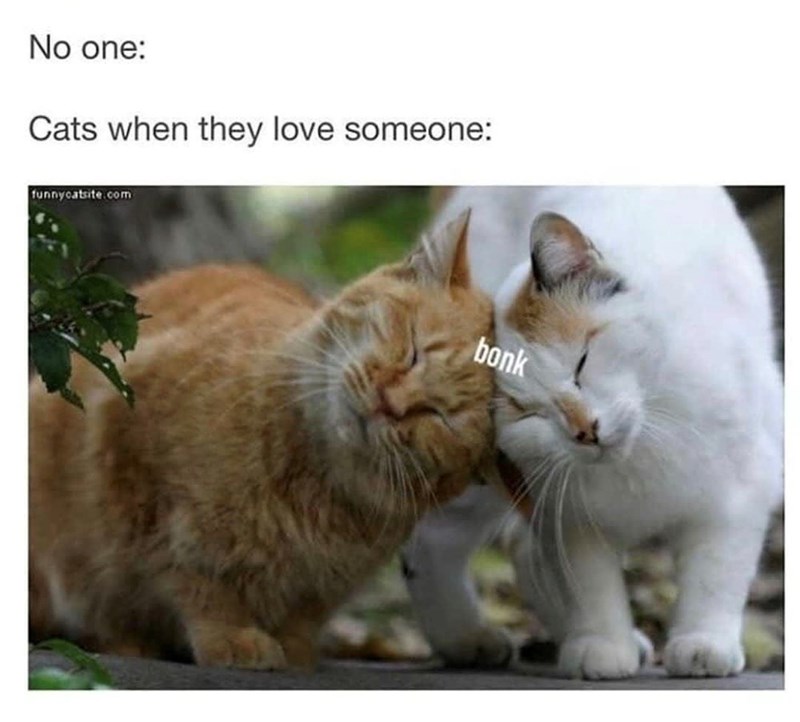 No one: Cats when they love someone: funnycatsite.com bonk