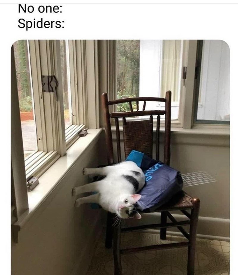 No one: Spiders: