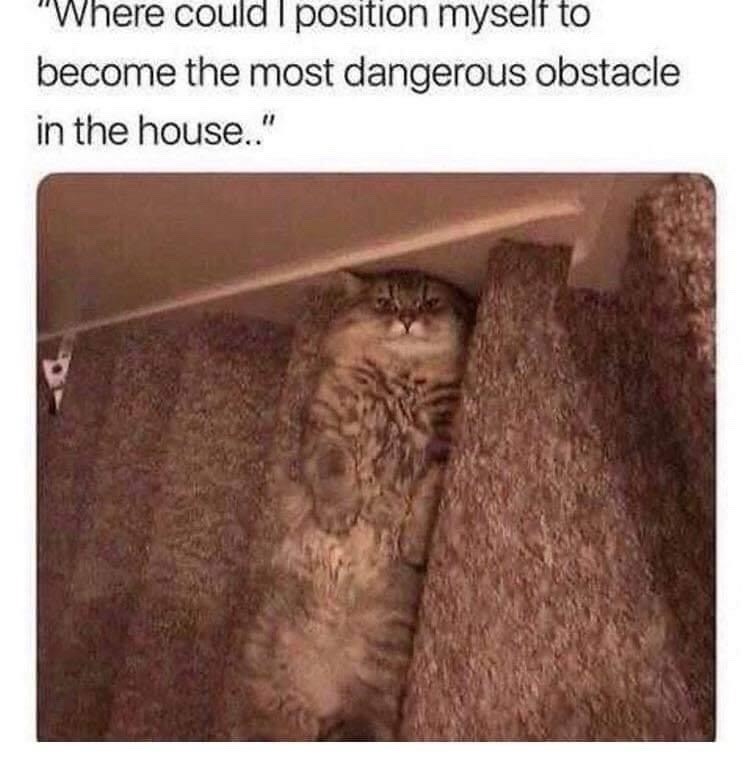"Where could I position myself to become the most dangerous obstacle in the house.."