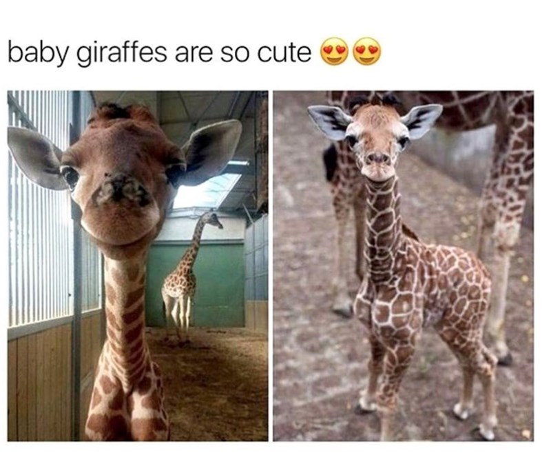 baby giraffes are so cute