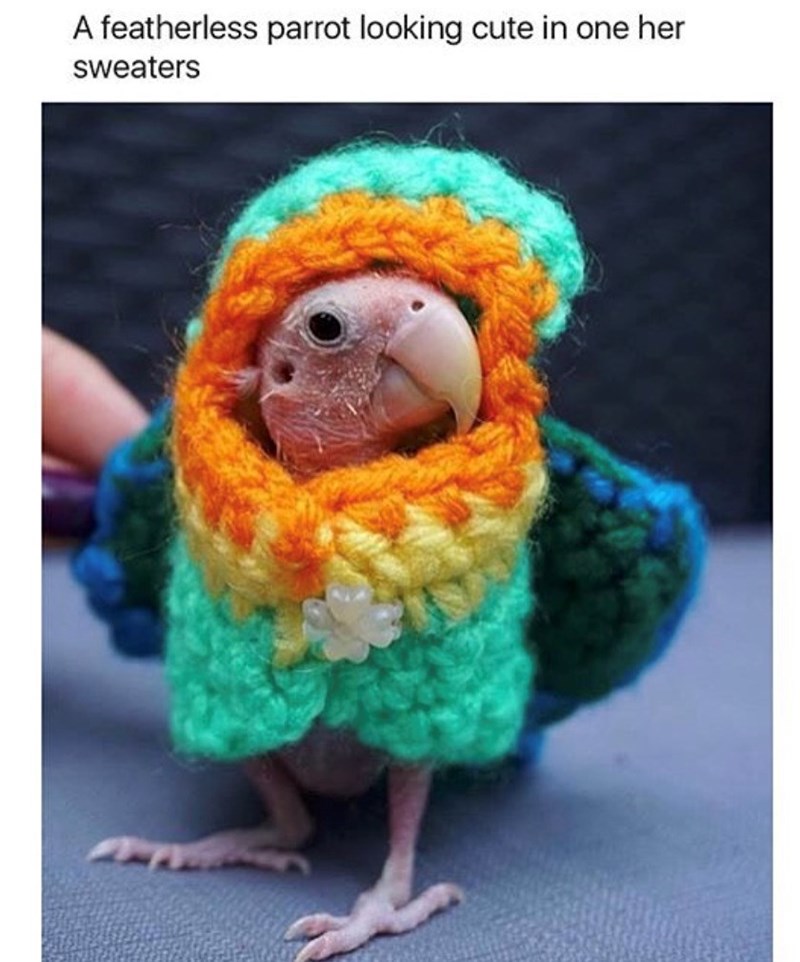 A featherless parrot looking cute in one her sweaters