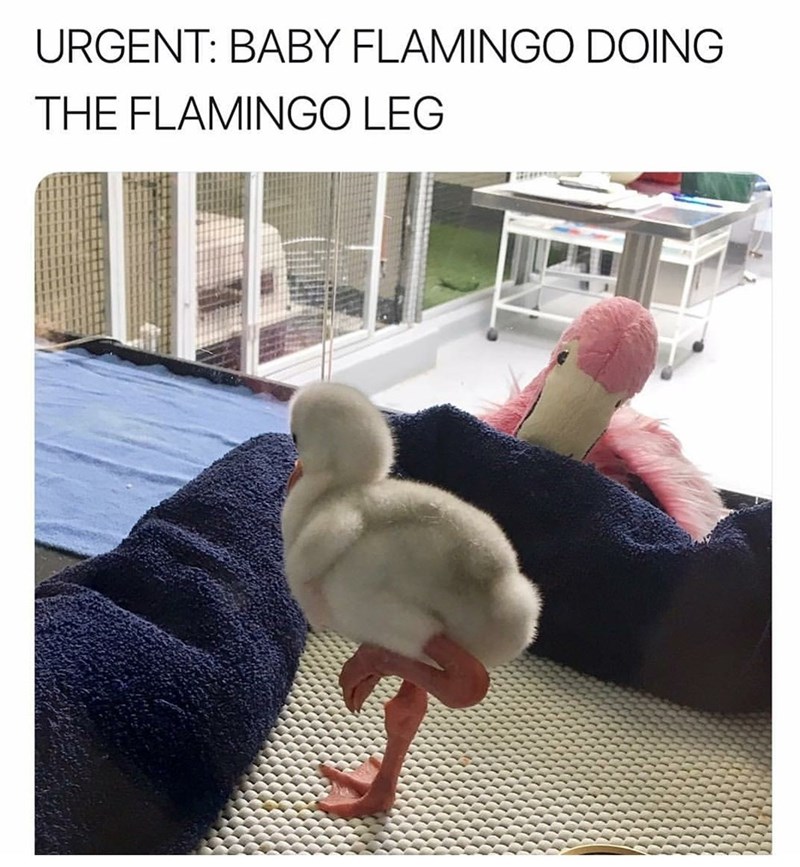 URGENT: BABY FLAMINGO DOING THE FLAMINGO LEG