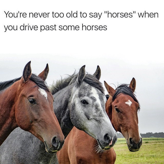 You're never too old to say "horses" when you drive past some horses