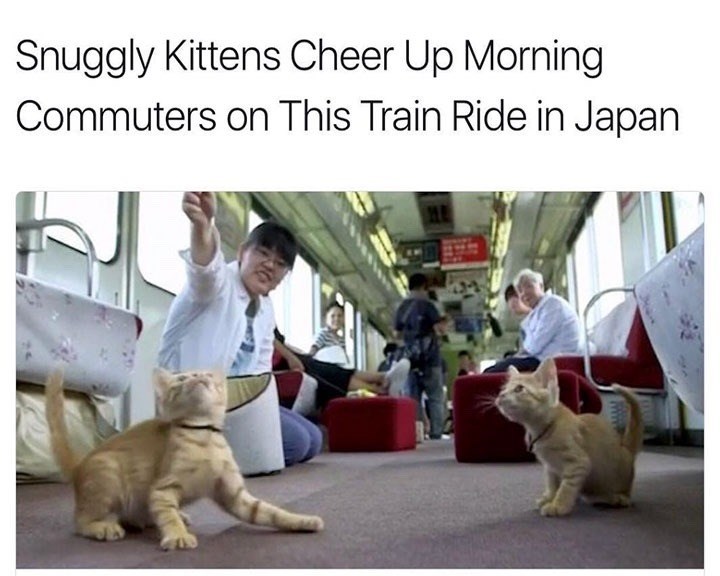 Snuggly Kittens Cheer Up Morning Commuters on This Train Ride in Japan