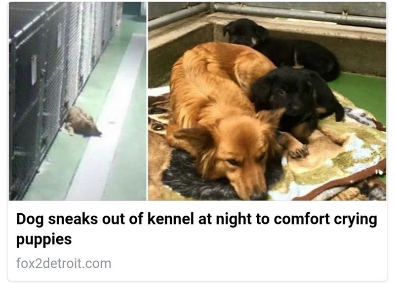 Dog sneaks out of kennel at night to comfort crying puppies fox2detroit.com
