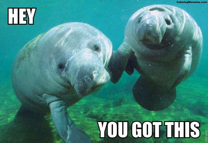 HEY Calming Manatee.com YOU GOT THIS ROFLBOT