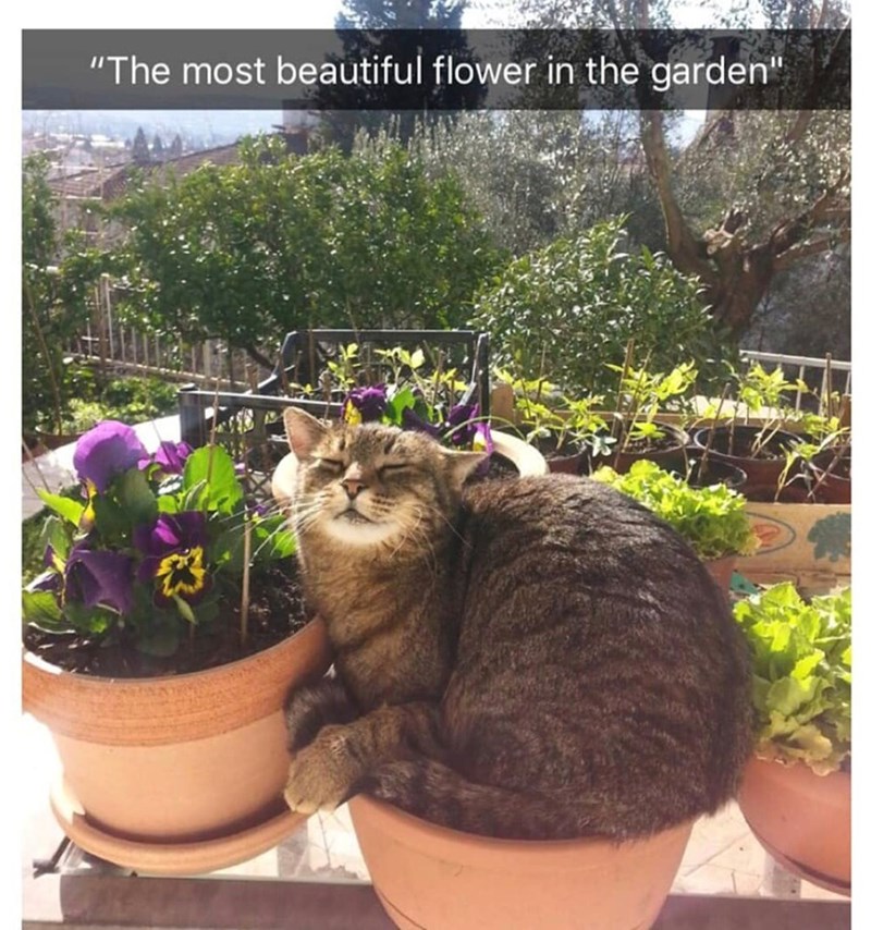 "The most beautiful flower in the garden"