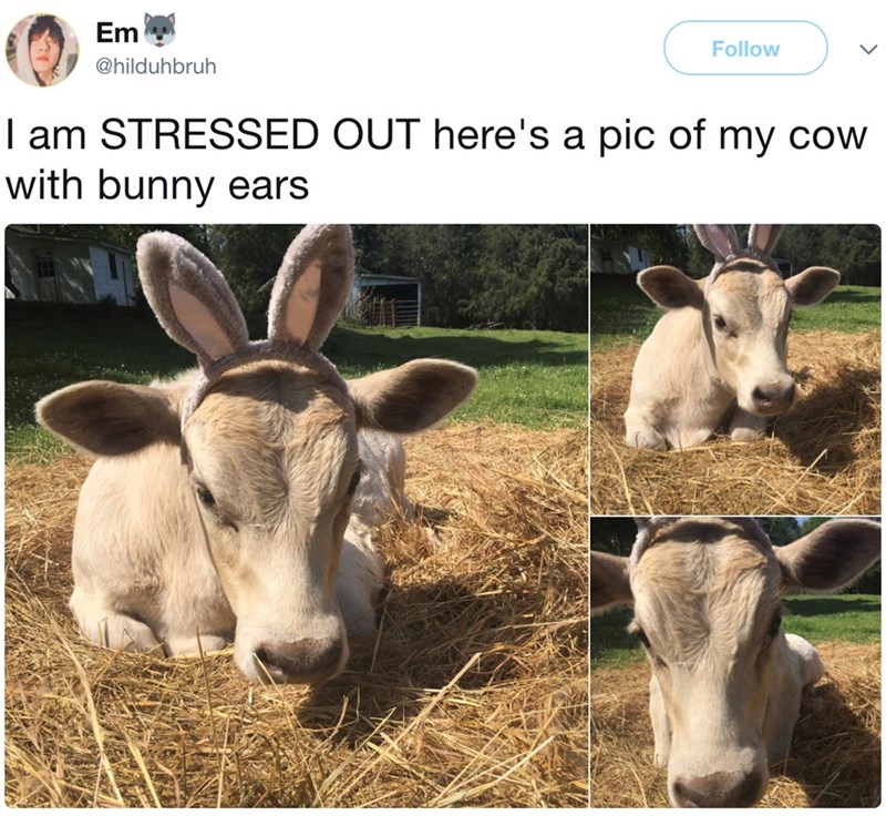 Em @hilduhbruh Follow I am STRESSED OUT here's a pic of my cow with bunny ears