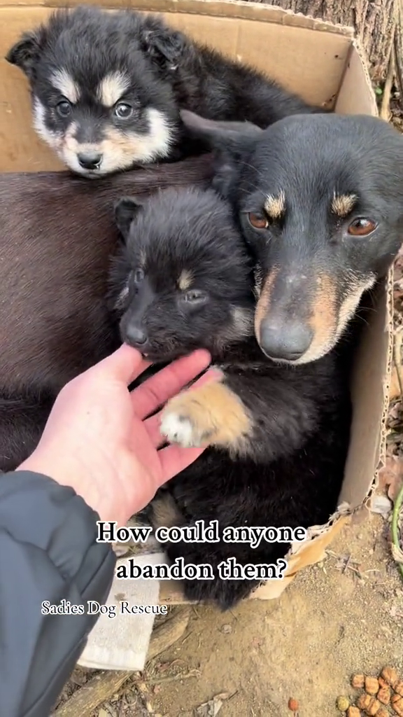 How could anyone abandon them? Sadies Dog Rescue