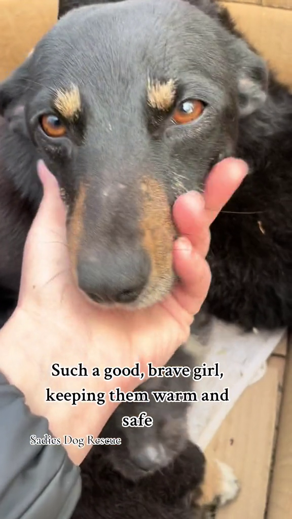 Such a good, brave girl, keeping them warm and Sadies Dog Rescue safe