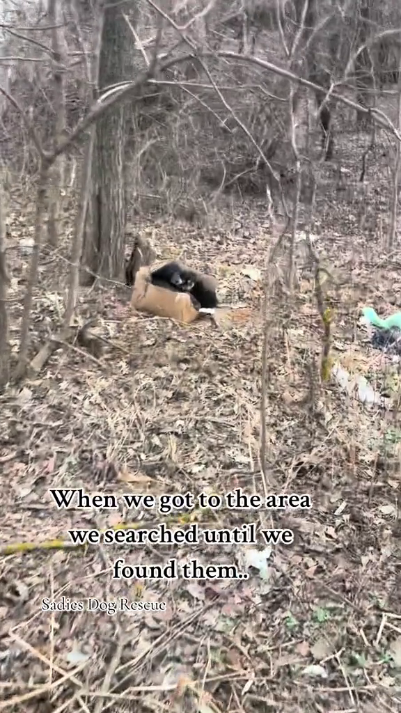 When we got to the area we searched until we found them.. Sadies Dog Rescue