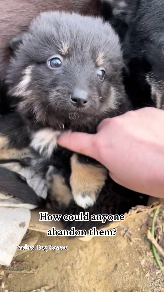How could anyone abandon them? Sadies Dog Rescue