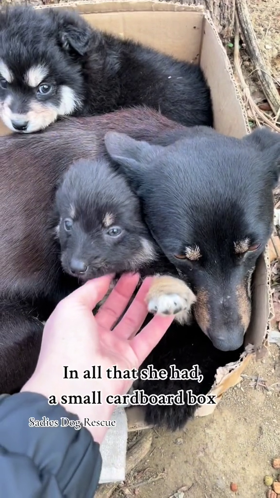 In all that she had, a small cardboard box Sadies Dog Rescue