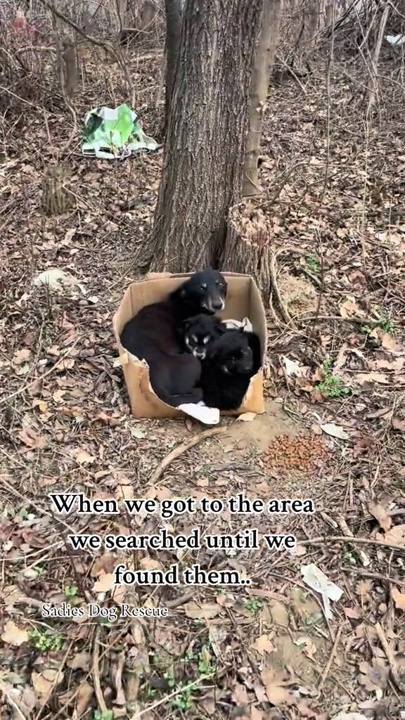 When we got to the area we searched until we found them.. Sadies Dog Rescue