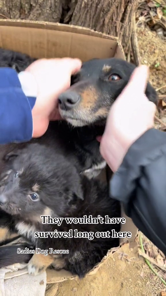 They wouldn't have survived long out here Sadies Dog Rescue
