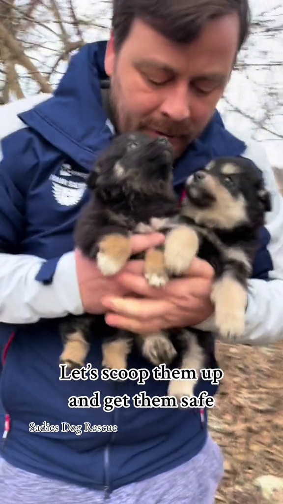 Let's scoop them up and get them safe Sadies Dog Rescue