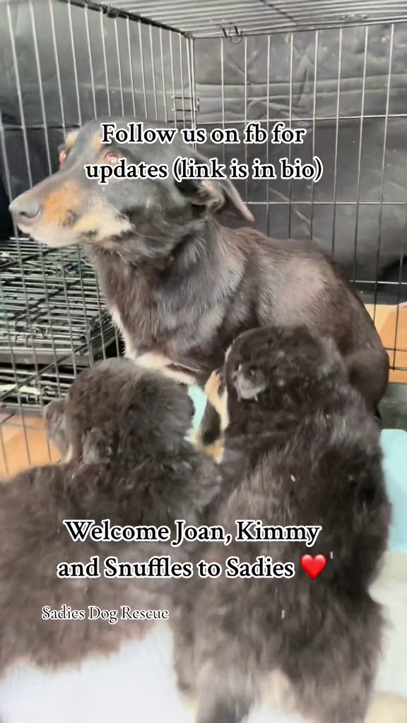 Follow us on fb for updates (link is in bio) Welcome Joan, Kimmy and Snuffles to Sadies Sadies Dog Rescue