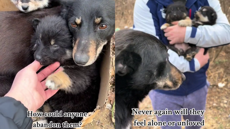 How could anyone abandon them? Never again will they feel alone or unloved