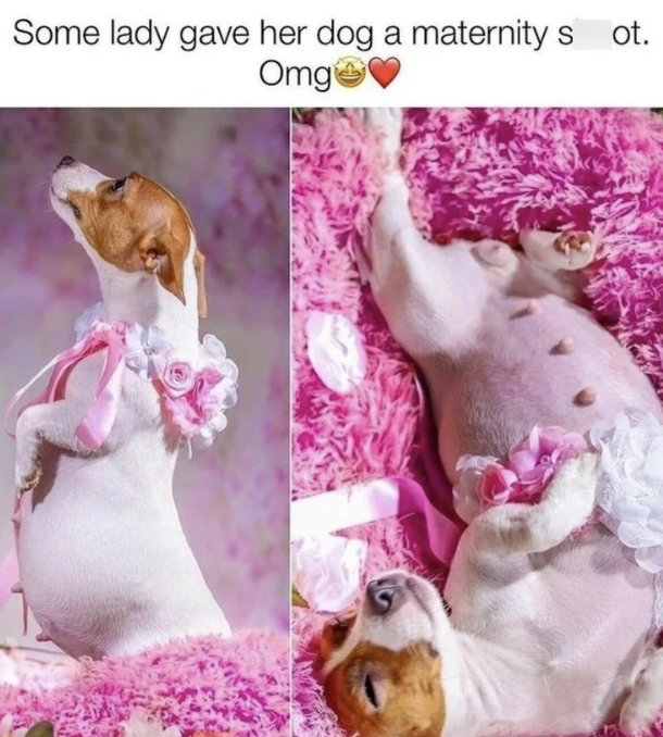 Some lady gave her dog a maternity s ot. Omg�♥