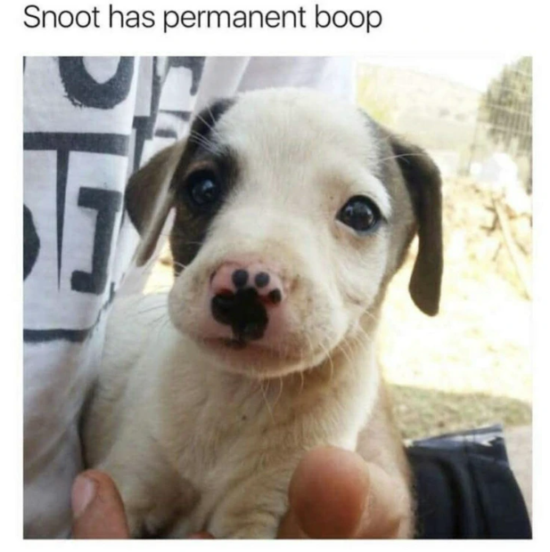 Snoot has permanent boop PE