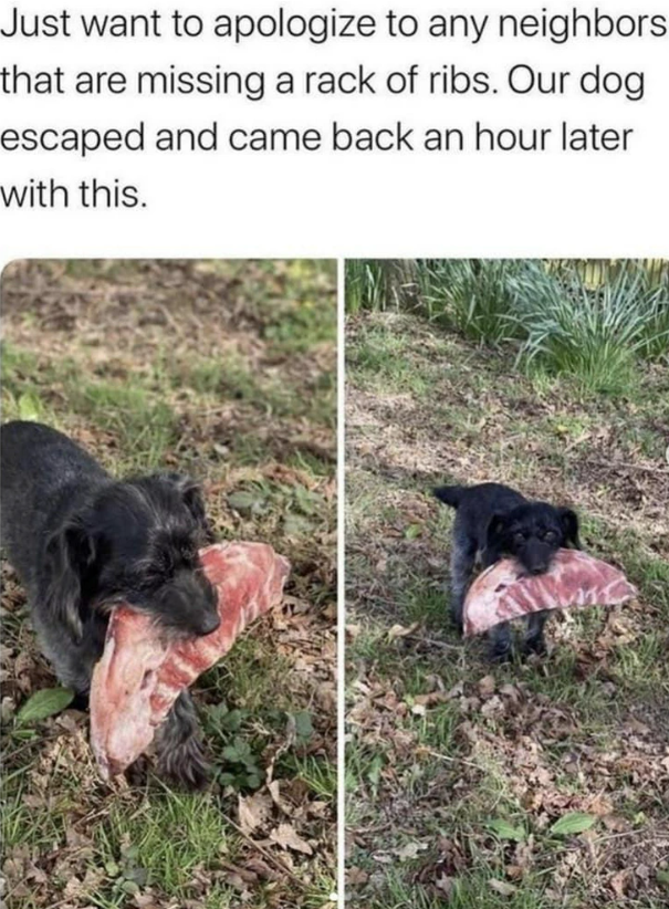 Just want to apologize to any neighbors that are missing a rack of ribs. Our dog escaped and came back an hour later with this.